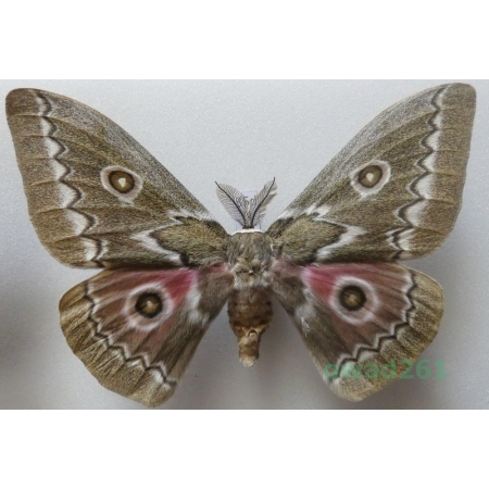 Gonimbrasia tyrrhea (Cramer, 1775) male ex. ovo South Africa 109mm35d